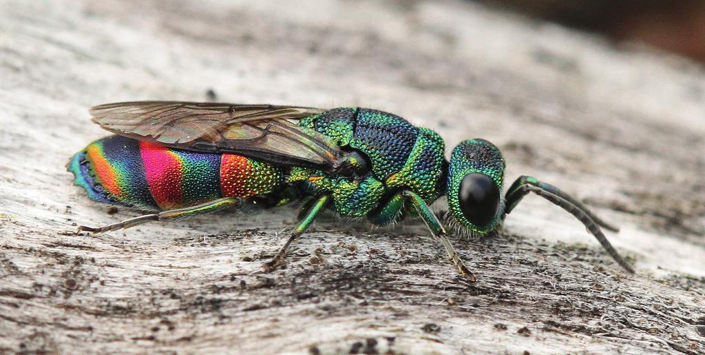 de goudwesp chrysis equestris nieuw voor nederland (hymenoptera: chrysididae) Villu Soon & Arno van Stipdonk Goudwespen zijn fraaie insecten, met felle metaalkleuren in de tinten rood, groen en blauw.