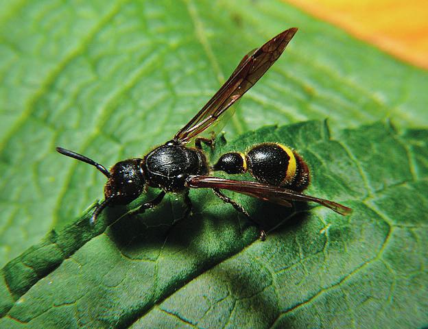 Discoelius zonalis Chrysis equestris Figuur 6. Discoelius zonalis, gastheer van Chrysis equestris. Foto Dick Belgers. Figure 6. Discoelius zonalis, host of Chrysis equestris. Photo Dick Belgers.