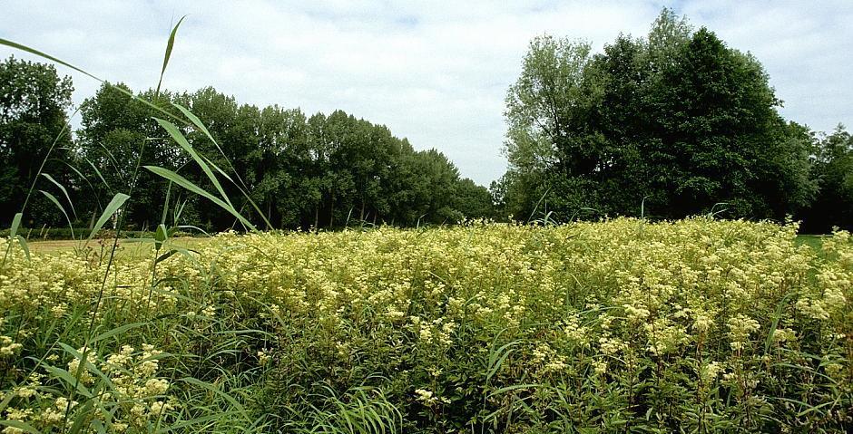 Deze vegetatie van moerasspirea die in het park de Aa-landen in Zwolle op