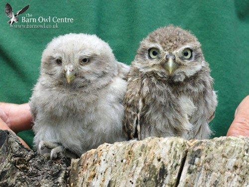 Foto 3: The Barn Owl Centre Foto 4: