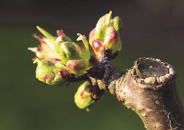 De thema foto; voorjaar is van Piet Damsteeg (digitaal) De thema foto; miniatuurwereld in de natuur is van Cok Veth (digitaal) Mijn andere hobby naast de fotografie; Sinds dit