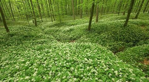 Ardennen en andere zuidvlaamse bossen 2300044 Bossen van het zuidoosten van de Zandleemstreek 2400008