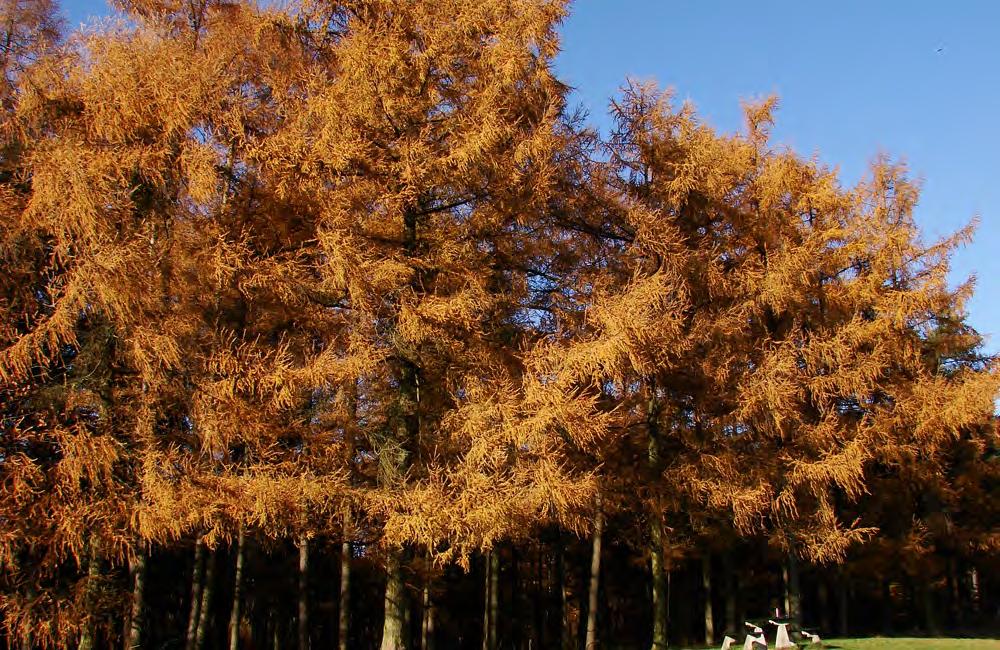 3 Kappen voor meer diversiteit Het pad voert u door de boswachterij Hooghalen van Staatsbosbeheer.