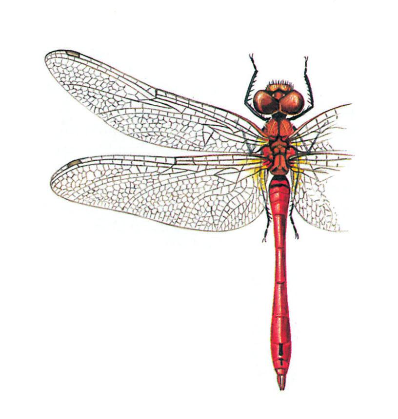 ECHTE LIBELLEN OF GLAZENMAKERS De tweede hoofdgroep van de libellen zijn de glazenmakers of echte libellen.
