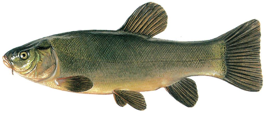 Vissen Zeelt adult Tinca tinca 30-40 (60) cm De zeelt Tinca tinca is een vrij gedrongen, zijdelings weinig afgeplatte karperachtige met gewoonlijk een lengte van 30-40 cm, maximaal 60 cm.
