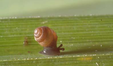 1.6.5. Microhabitat De Zeggekorfslak leeft op de bladeren van de Zeggenplanten. Daar foerageert de soort op roesten, die zich op en in de bladeren bevinden.