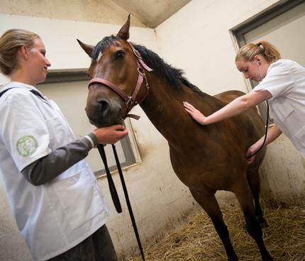 Dierenartsassistent-Paraveterinair is een mbo-opleiding op niveau 4 en duurt 4 jaar. Je wordt opgeleid tot... dierenartsassistent-paraveterinair.