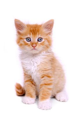 7. De Kat (Felis catus) Algemeen Wanneer u overweegt een kat te kopen is het belangrijk dat u stilstaat bij de gevolgen. Een kat wordt met gemak vijftien jaar oud.