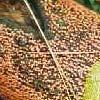 rode puistjesziekte - vuur - vuurmeniezwam Nectria cinnabarina Ernst van de ziekte of plaag: 1 De meniezwam, vuur of rode puistjesziekte ontleent zijn naam aan de oranjerode sporehoopjes die op