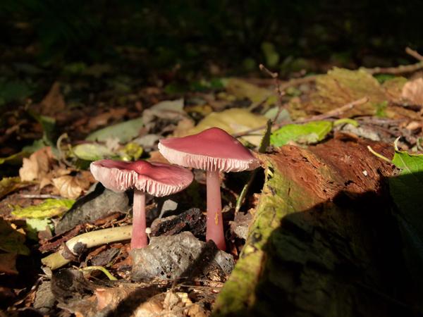 Voor een verrijkt bos als het Tweede Bosje zijn naar ruwe schatting ongeveer de helft van de voorkomende soorten paddenstoelen en zwammen in de onderzoekperiode gevonden.