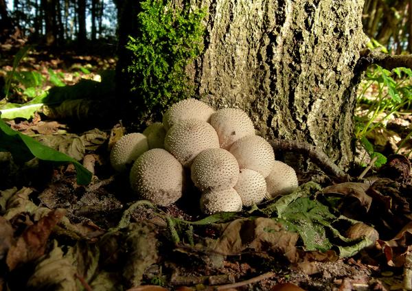 Mycena pura - Elfenschermpje Mycena galericulata - Helmmycena Mycena filopes - Draadsteelmycena Mycena spec.