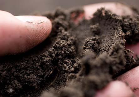 2 Bemesting Organische stof Het in stand houden van het organisch stofgehalte van de grond is belangrijk.