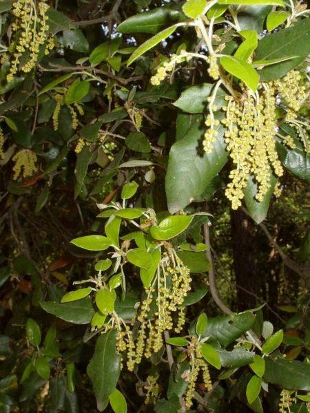 Bloei: Quercus ilex L.