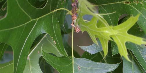 Quercus palustris Münchh.