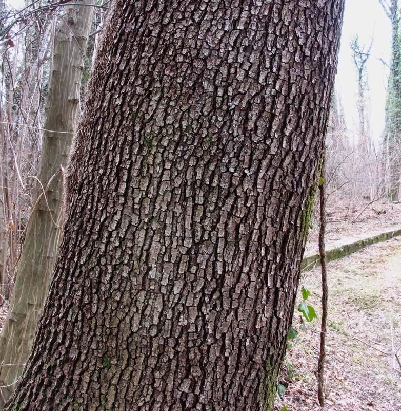 Quercus petraea Lieb.