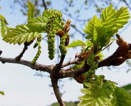 Bloei: Quercus petraea Lieb.