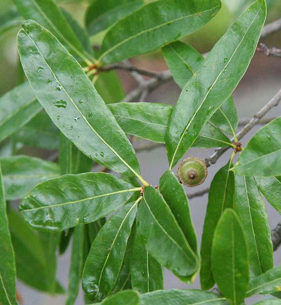 Quercus phellos L.