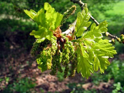 Bloei: Quercus robur L.