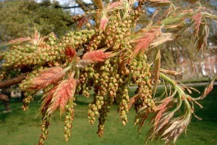 Bloei: Quercus rubra L. bloei in mei Eénhuizig.