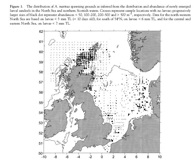 5.2 Noorse zandspiering - Ammodytes marinus - Raitt s sandeel Voortplanting Noorse zandspiering (Ammodytes marinus) is een zeer veel voorkomende vissoort in de Noordzee.