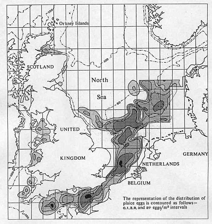 5.17 Schol - Pleuronectes platessa plaice Voortplanting (tekst uit Ter Hofstede et al.