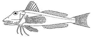 5.24 Grauwe poon - Eutrigla gurnardus - grey gurnard Voortplanting De voortplantingsperiode is van april tot augustus. De eieren zijn pelagisch (referenties in Heessen et al. 2005).