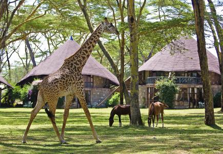 DAG 4 Woensdag 14 nov 18 LAKE NAIVASHA NATIONAAL PARK Ontbijt-Lunch-Diner Vandaag geniet u van een uitgebreid ontbijt en wordt u opgepikt door uw gids die u naar Lake Naivasha brengt, waar u op tijd