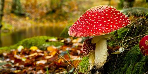 Korfbaltoernooi Woensdag 25 oktober vindt het korfbaltoernooi plaats. U bent natuurlijk van harte welkom om de groepjes te komen aanmoedigen.