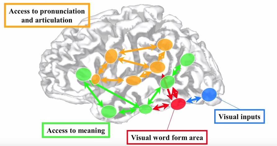 Neurale basis van lezen Leren lezen bestaat uit: Creëren van invariante visuele representaties van