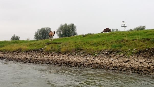 Hoofdstuk 18 Arnhem - Leeuwarden Het was bewolkt, toen we dinsdagochtend (5 september) Arnhem weer verlieten.