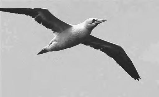 Opgave 1 Jan-van-gent De jan-van-gent is de grootste zeevogel van figuur 1 het Noordzeegebied. Zie figuur 1.