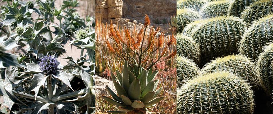 Slimme trucs van planten om te overleven in de woestijn Kleine dikke bladeren Cactussen en vetplanten zijn heel zuinig met water.