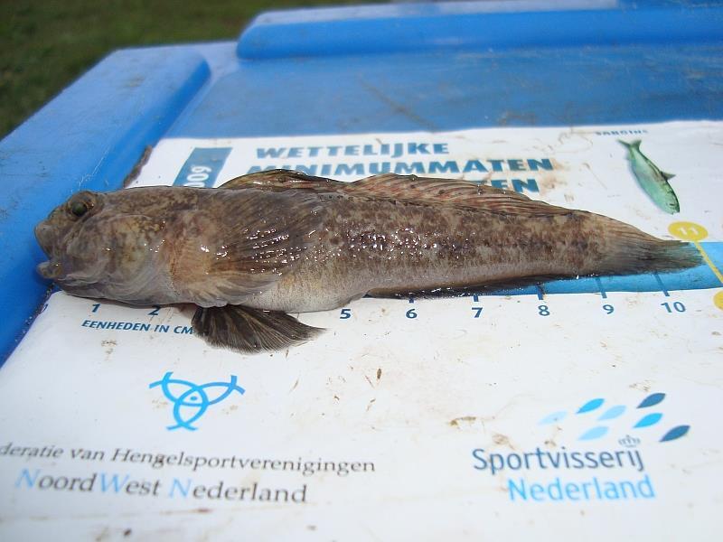 Toch besluit ik verder op te ruimen en vertrek naar het Noordzeekanaal. Om 18:10 uur gaat de 1e hengel er weer in en een half uurtje later de 2e ditmaal de heavy feeder.