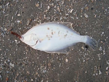 boven hem blijft cirkelen, uit zichzelf los komen doet ie niet dus eenmaal op het strand haal ik de lijn