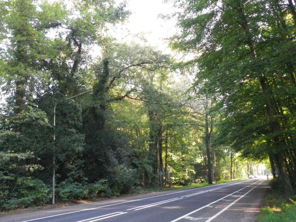De N733 doorsnijdt het dorp Lonneker. Langs het grootste deel van de provinciale weg staan (oude) bomen. Figuur 2.