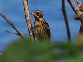 Vogels: Boerenzwaluw, Gierzwaluw, Aalscholver, Grauwe gans, Scholekster, Bruine kiekendief, Visdiefje, Kievit, Tureluur, Rietzanger, Rietgors, Tjif-tjaf, Koolmees, Kleine karekiet,