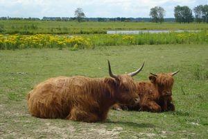 Rietgors Foto: Henk van der Sluis Overig: Schotse Hooglanders, Schapen (bruin), Rood soldaatje, Akkerdistelgal: Urophora cardui (Boorvlieg), Klein geaderd witje, Bruin zandoogje,