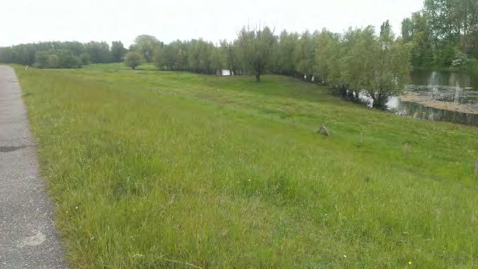 Foto 3: Binnendijks gebied aan de westzijde van het projectgebied. Op de foto is de bossage direct langs de dijk te zien.