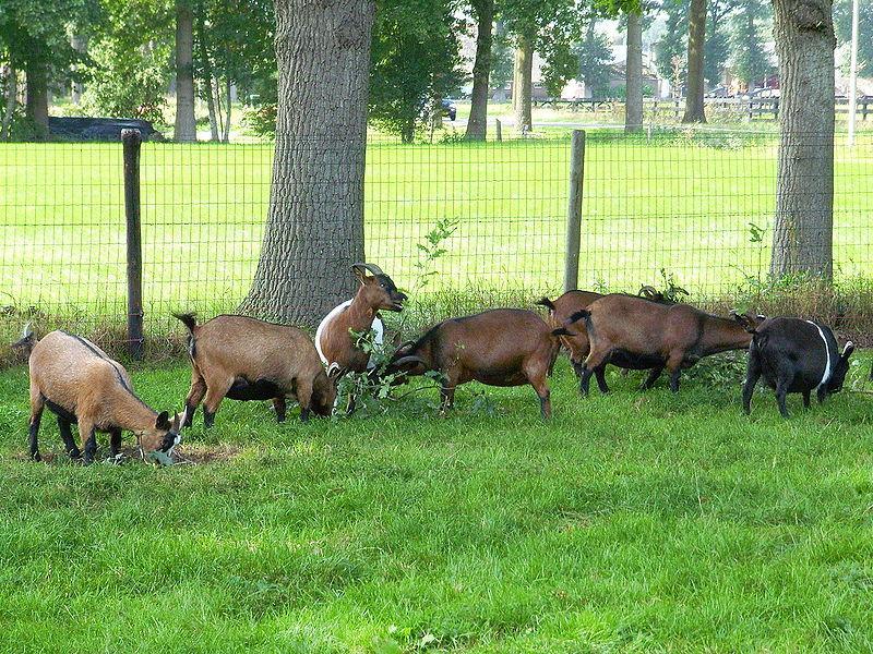 Op een rij de Nederlandse witte geit, de Toggenburger en de Nederlandse bonte geit Foto: Teunie Naast melkrassen zijn er ook rassen die speciaal voor hun vlees