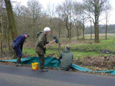 ACTIES OVERZETACTIES AMFIBIEËN 2015 Het was dit voorjaar wederom erg droog, ook met langere periodes. De trek verliep dit jaar dan ook met een viertal pieken.