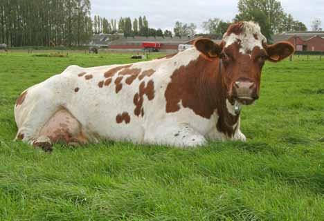 focus op... vee en een deel van het vee dat op en rond de hoeve verbleef, werd afgevoerd.