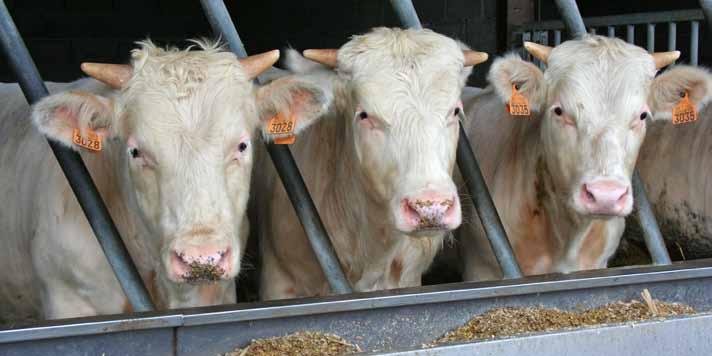 Het witblauw mixte ras Het is goed toeven in de hoeve Vaerendriesch in Hoeleden. Luc en Benedikte Vandepoel-Baeken bouwden er een bedrijf uit met 80 melkkoeien van het witblauw mixte ras.