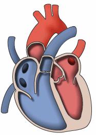 2. Functie van het hart Het hart bestaat uit twee boezems en twee kamers. De boezems liggen in het bovenste gedeelte van het hart en de kamers (ventrikels) liggen daaronder.