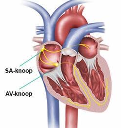 elektrische impuls zorgt er uiteindelijk voor dat er een ritmische en regelmatige hartslag ontstaat. Een gezond hart trekt in rust 60 tot 80 keer per minuut samen.