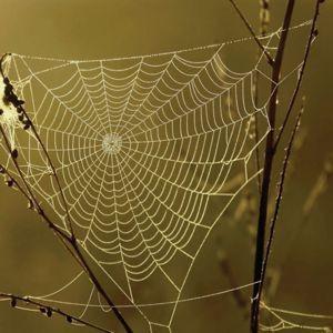 web Elke spin maakt een web