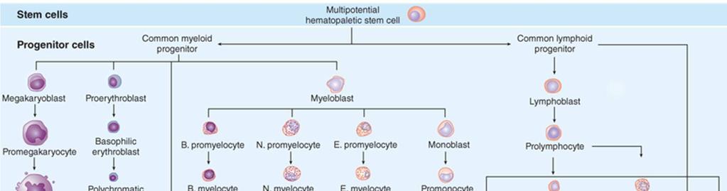 Figuur 1.2: De hematopoëse (4). 1.2.1 Chronische myeloïde leukemie (CML) Myeloïde leukemie behoort tot de myeloproliferatieve aandoeningen.