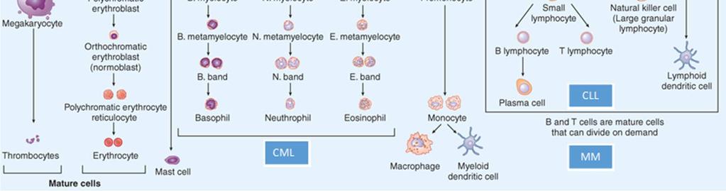 CML verloopt in 3 stadia: de chronische fase, de acceleratiefase en de blastencrisis. De chronische fase verloopt asymptomatisch en kan jaren duren.