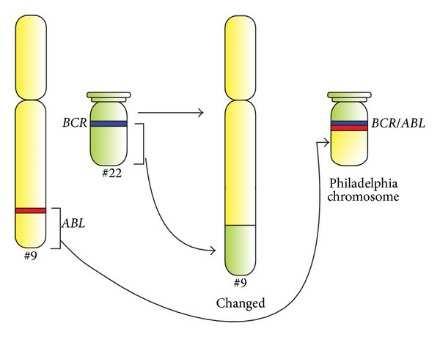 Figuur 1.3 : Er vindt een translocatie plaats tussen de lange benen van chromosomen 9 en 22 die respectievelijk het ABL en BCR gen bevatten.