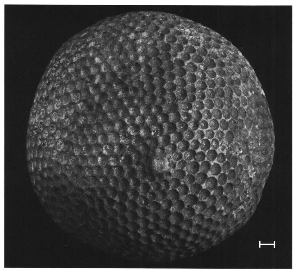 Van de Silurische Cyclocrinites schmidti is alleen de bovenkant van het globellum,het cribellum, verkalkt (Fig. 6e). In het verkiezelde zwerf Fig. 4. Cyclocrinites spaskii.