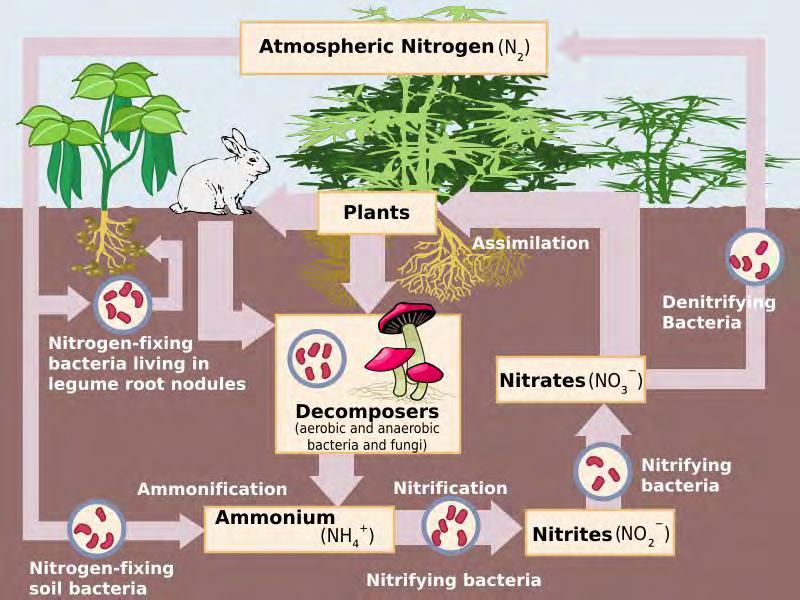 De gevormde nitraat kan, net als nitriet en ammoniak opgenomen worden door planten, zodat de stikstof die deze moleculen bevatten gebruikt kan worden in stikstof bevattende organische moleculen 14,